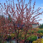 Okrasná jabloň (Malus) ´COCCINELLA´ - výška 260-290 cm, kont. C180L - VIACKMENNÁ